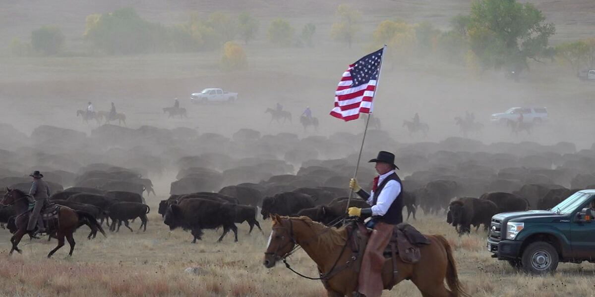 Bison Rodeo Rare US bison roundup in South Dakota rustles up hundreds to maintain ...