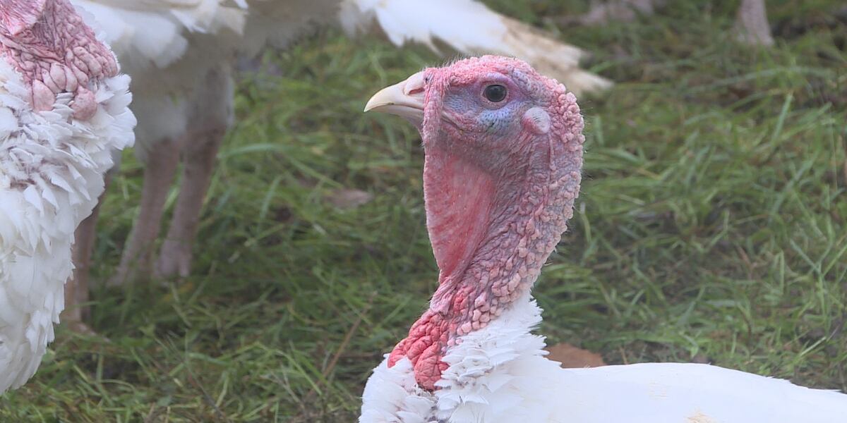 Bird flu detected in Pocahontas County turkey flock