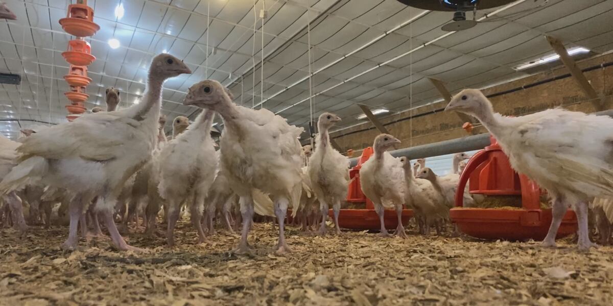 Bird flu detected in another turkey flock in Buena Vista County