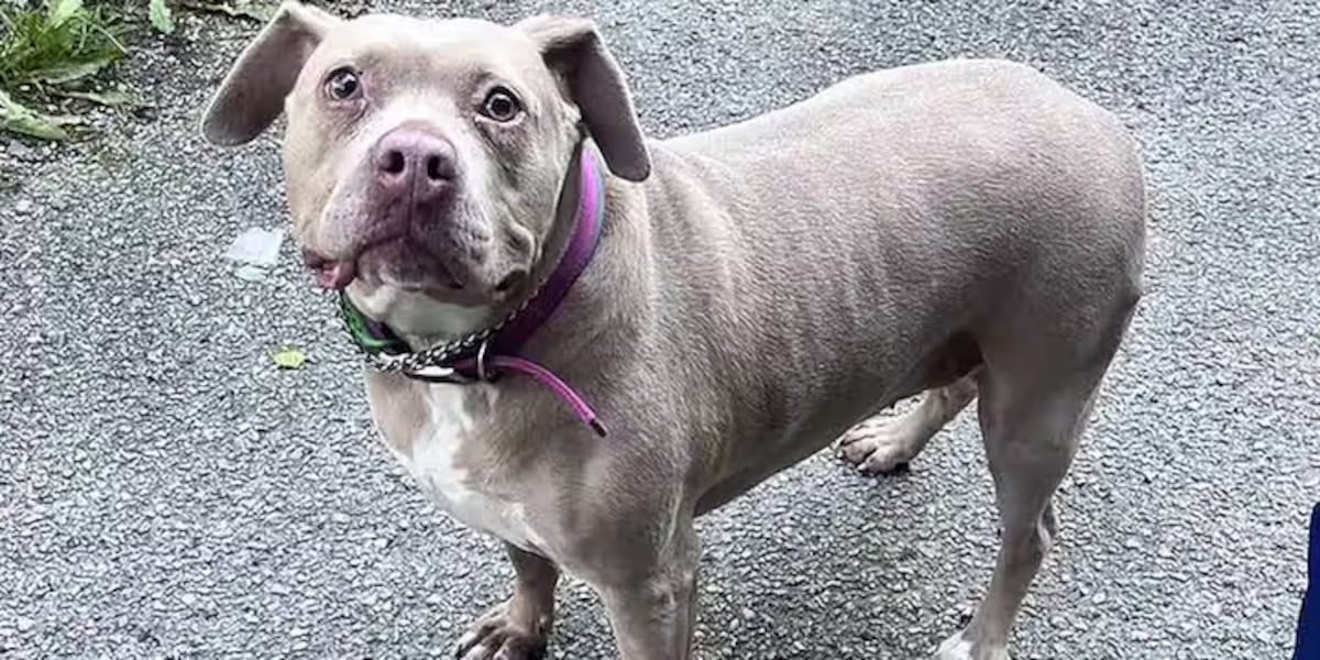 West Virginia Humane Society Reunites Iowa Dog with Owner After Tractor-Trailer Rescue