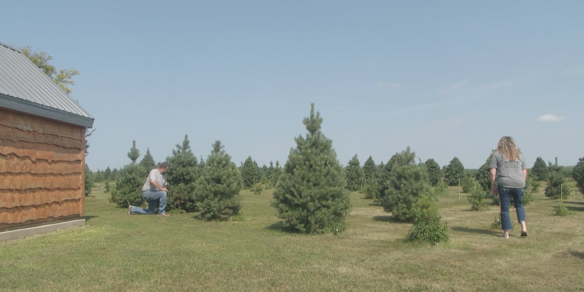 Iowa Christmas tree farmers battle July heat, drought to prep for holiday season