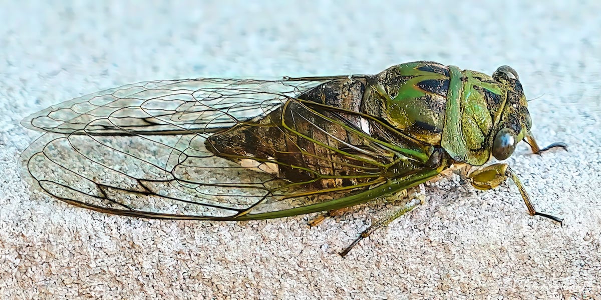Does South Dakota have a comparatively large population of cicadas?