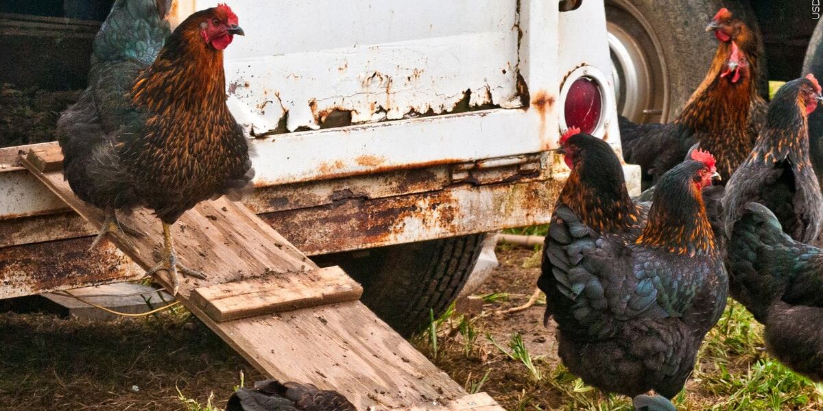 Kossuth County chicken flock tests positive for bird flu
