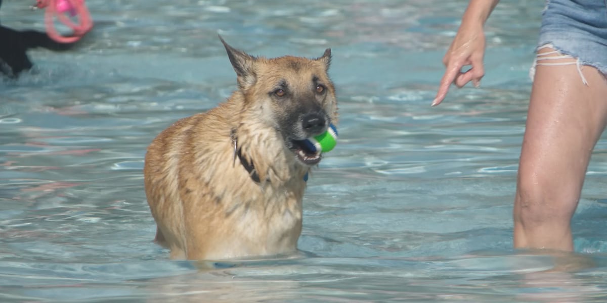 Families enjoy annual Pop-Up Park, Pooch Paddle