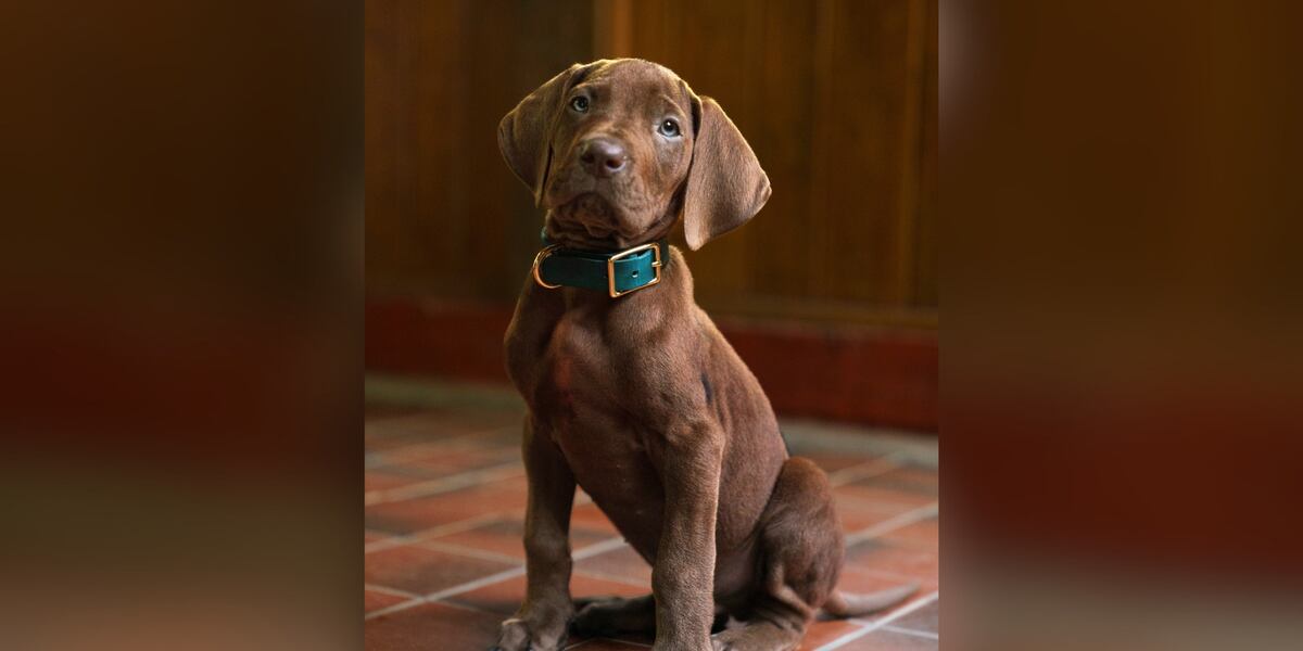 Ktiv Netflix releases first photo of puppy starring in new ‘Scooby-Doo’ series