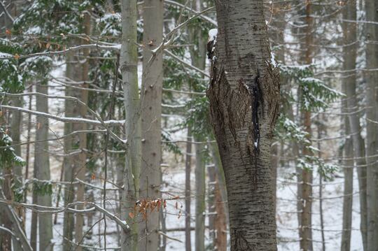 Can trees actually ‘explode’ from extremely cold temperatures in the ...