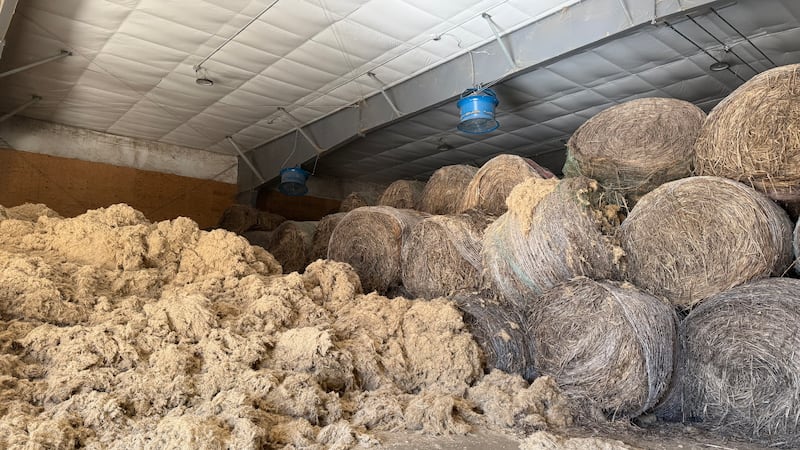 2025-10-13_Hemp_bales_and_fibers_in_Winfred