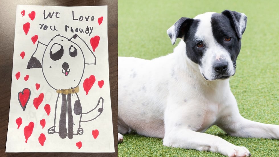 Rhoud ‘I will miss you’: Dog surrendered to animal shelter with heartbreaking ...