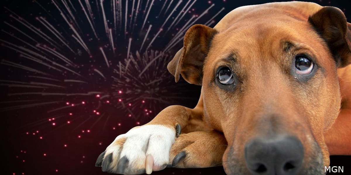 Nebraska Humane Society shares tips on how to prepare pets for Independence Day fireworks