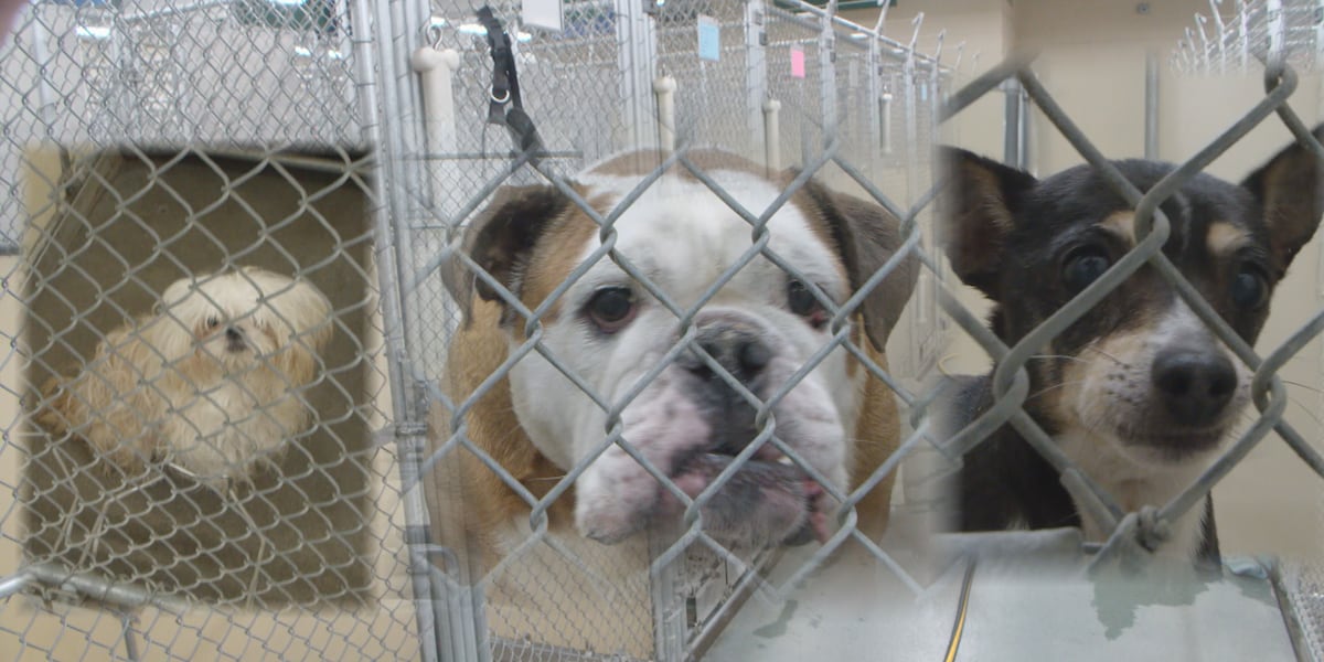 Several dogs face adoption deadline at Sioux City shelter after July 4th fireworks scattered pets