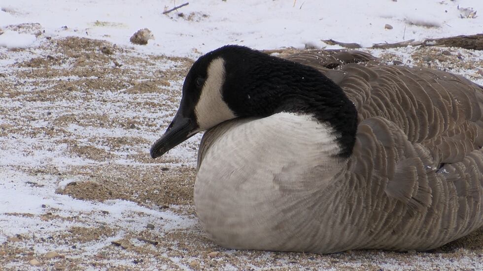 Avian Influenza confirmed in wild geese populations in Siouxland