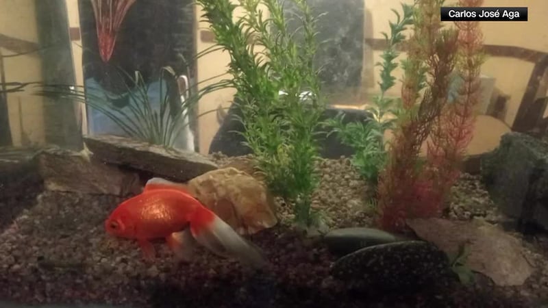 Two goldfish at a sushi restaurant are sentient beings, court rules.